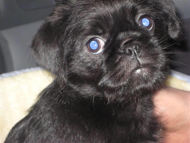 Blanding af racer Cocco billede 2