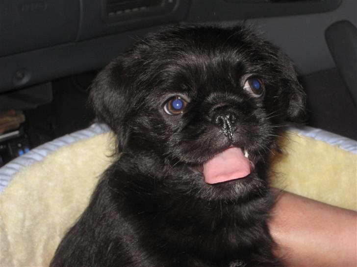 Blanding af racer Cocco billede 3