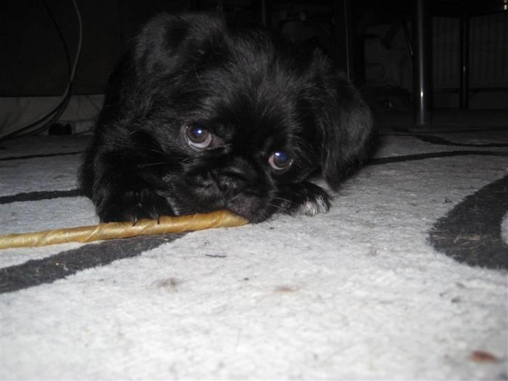 Blanding af racer Cocco billede 4