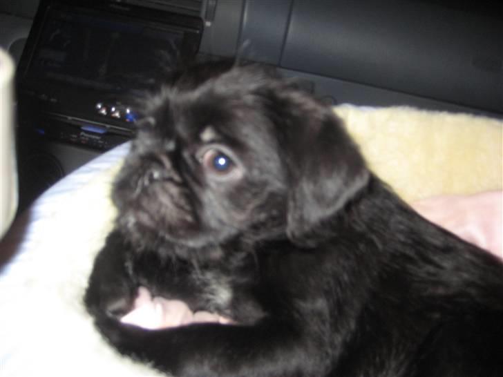 Blanding af racer Cocco billede 5