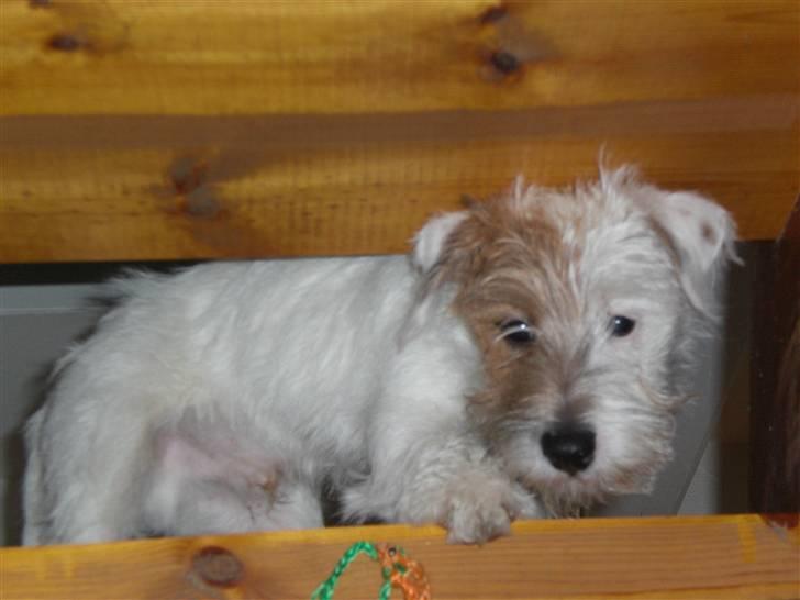 Jack russell terrier Jensen billede 19