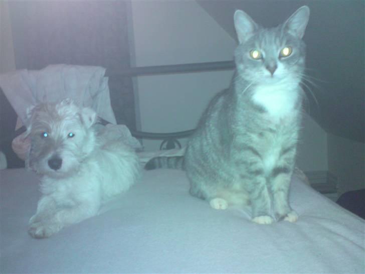 Jack russell terrier Jensen - jensen og mis :) de beste venner billede 15