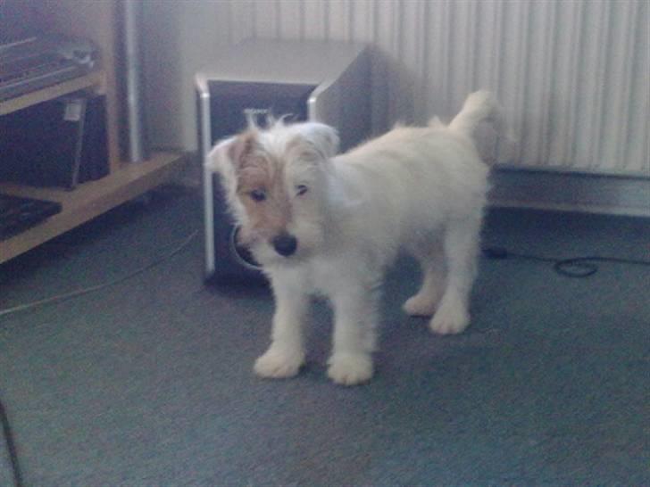 Jack russell terrier Jensen billede 20