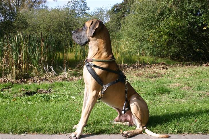 Grand danois Hugo billede 1