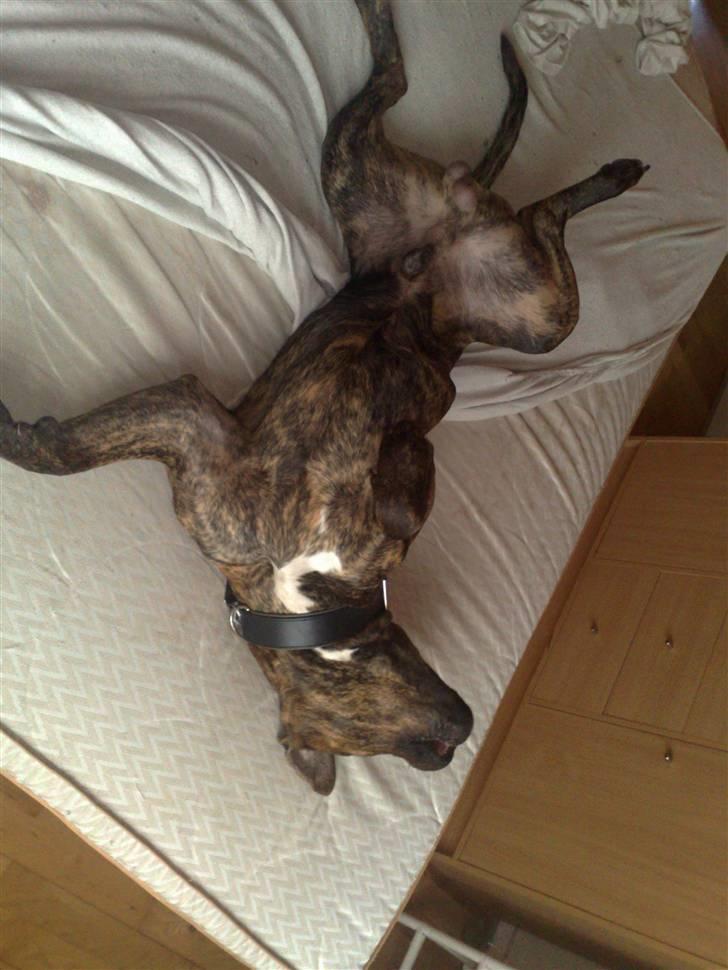 Blanding af racer AMSTAFF/PRESA PABLO R.I.P billede 12