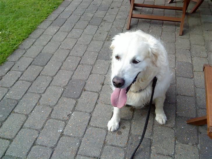 Golden retriever buma billede 6