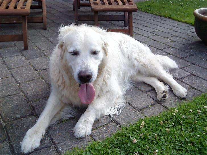 Golden retriever buma billede 7