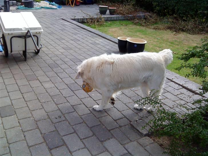 Golden retriever buma billede 8