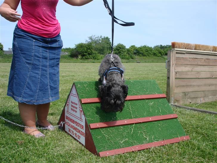 Blanding af racer Fusse Himmelhund - Gammel hund lærer nye tricks billede 5