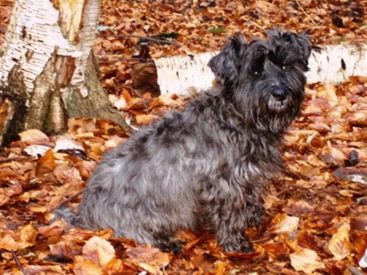 Blanding af racer Fusse Himmelhund - Jeg er bare dejlig... billede 6