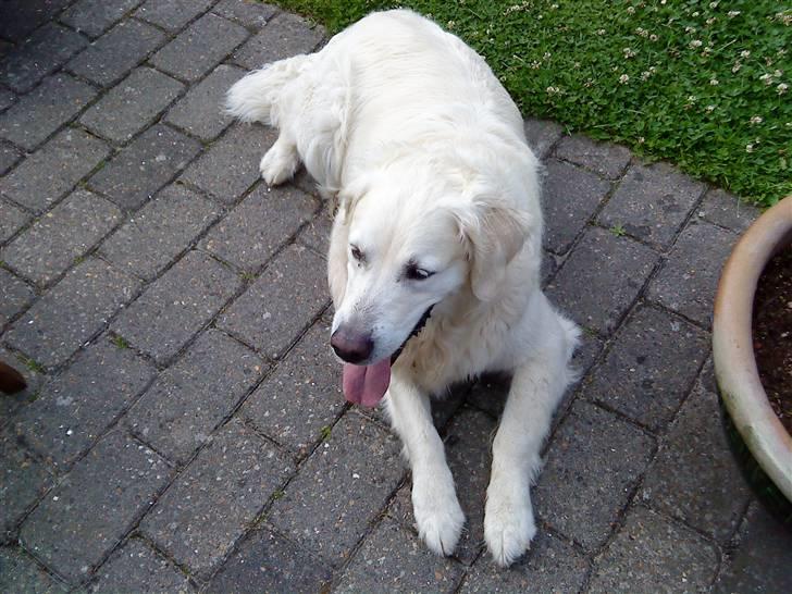 Golden retriever buma billede 9