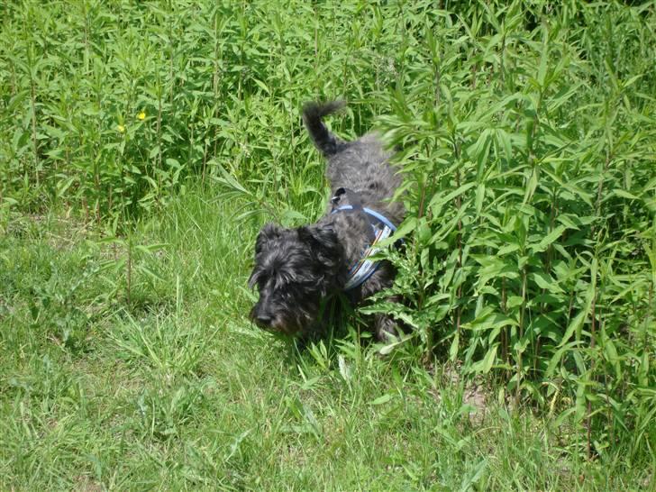 Blanding af racer Fusse Himmelhund - Skønt... billede 7