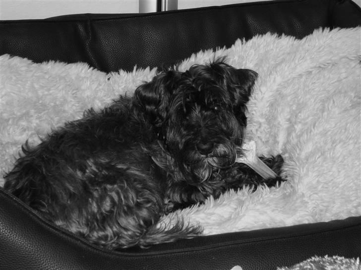 Blanding af racer Fusse Himmelhund - Fusse i hans dejlige og store kurv billede 8