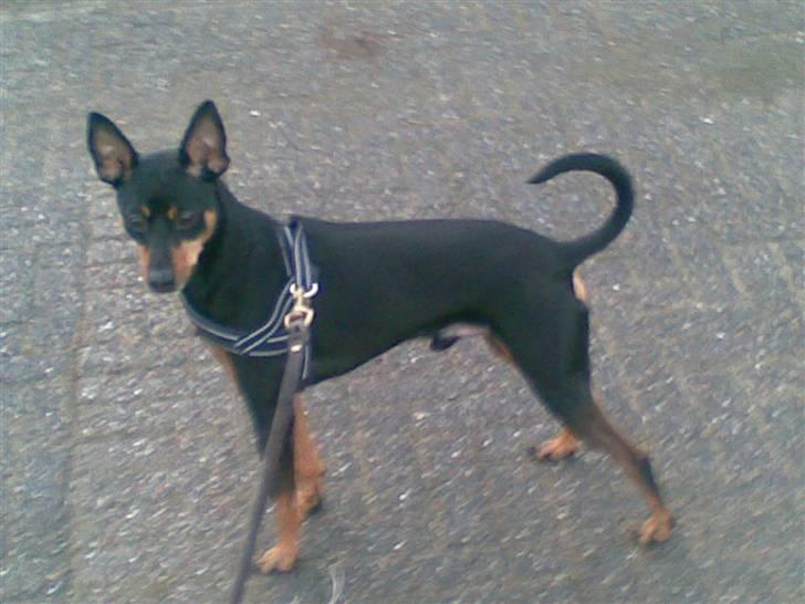 Dvaergpinscher King billede 9