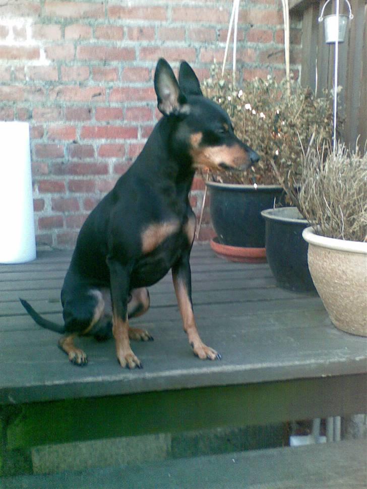 Dvaergpinscher King - mmm..just chillin  billede 10