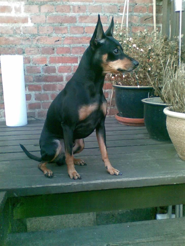 Dvaergpinscher King - Sker der noget her ?? billede 11