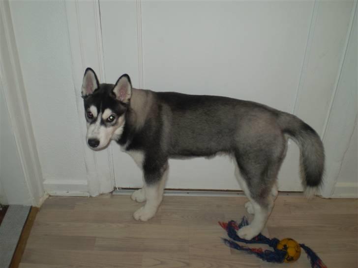 Siberian husky Balou (har Hvalpe) billede 6