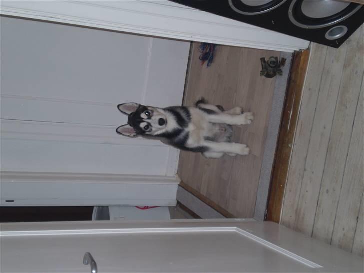 Siberian husky Balou (har Hvalpe) billede 7