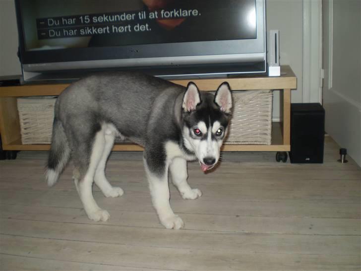 Siberian husky Balou (har Hvalpe) billede 8