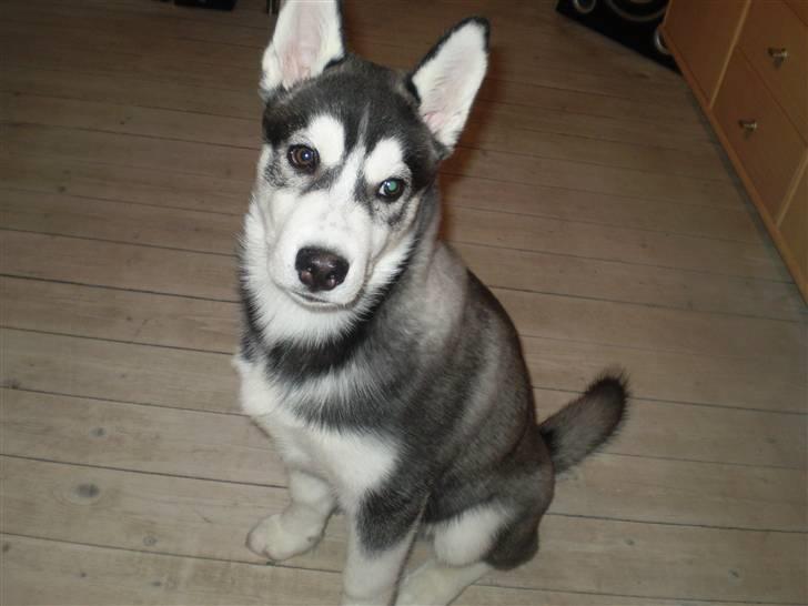 Siberian husky Balou (har Hvalpe) billede 9