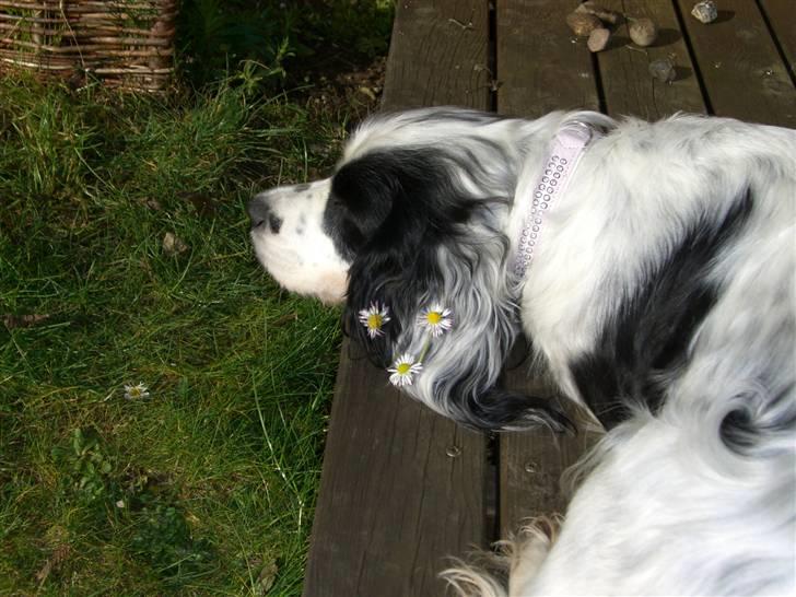 Blanding af racer Lady - Blomster fremhæver virkelig mine øre ik? :D billede 5