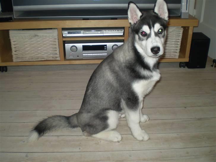 Siberian husky Balou (har Hvalpe) billede 10