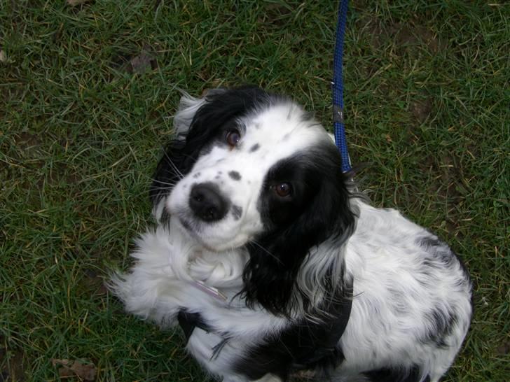 Blanding af racer Lady - Giver du ikke en godbid når jeg ser såå sød ud? <3 billede 6