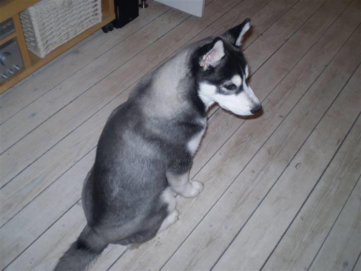Siberian husky Balou (har Hvalpe) billede 11