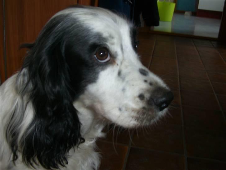 Blanding af racer Lady - "Jeg har slet ikke gravet et ben ned!" XD billede 7