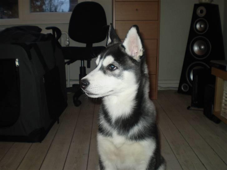 Siberian husky Balou (har Hvalpe) billede 12