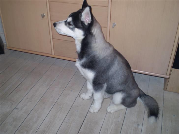 Siberian husky Balou (har Hvalpe) billede 13