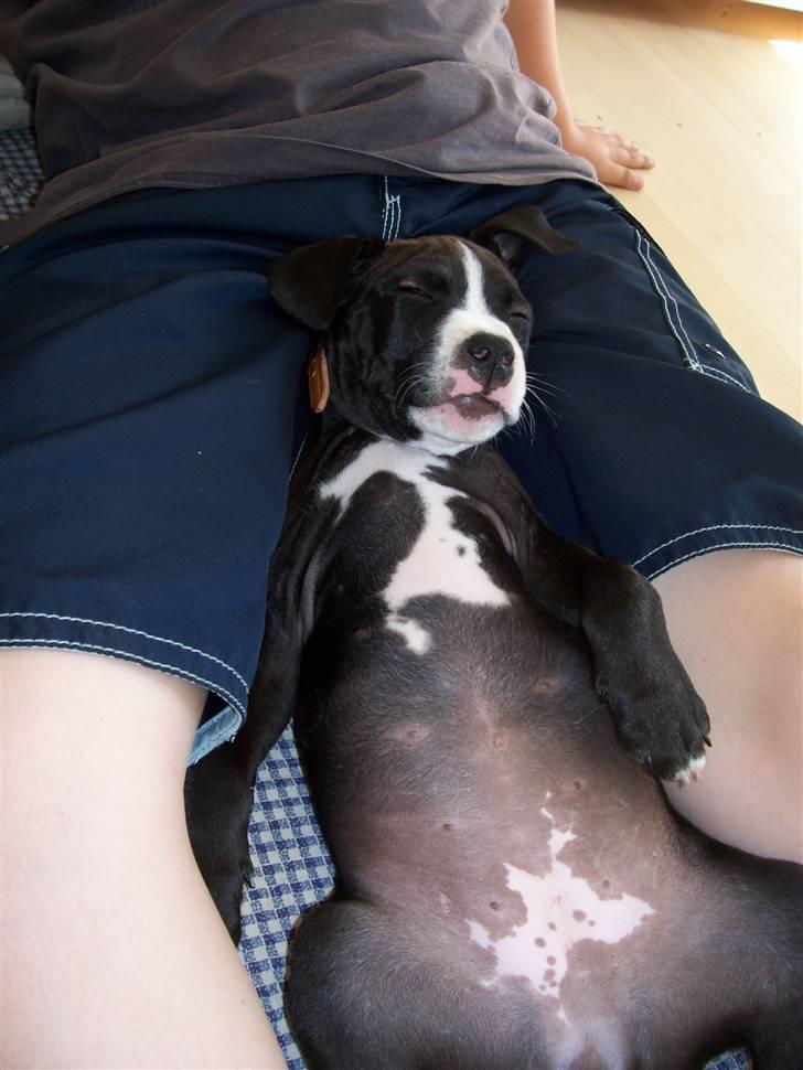 Amerikansk staffordshire terrier Camí billede 9