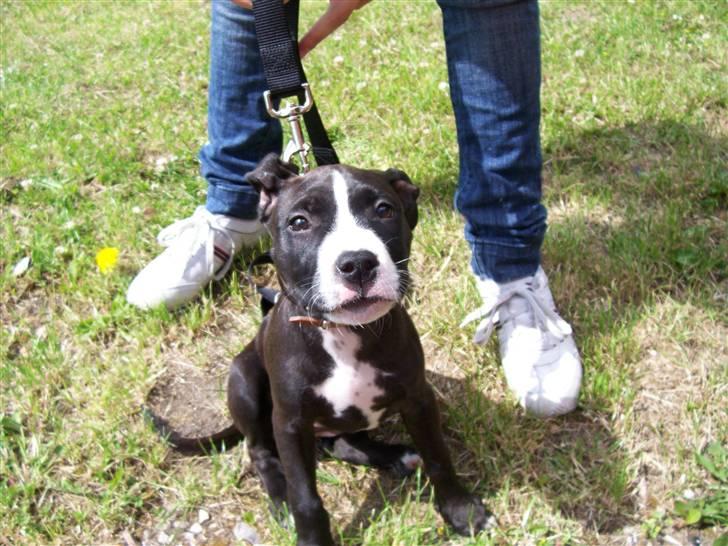 Amerikansk staffordshire terrier Camí billede 10