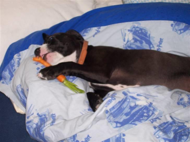 Amerikansk staffordshire terrier Camí billede 11