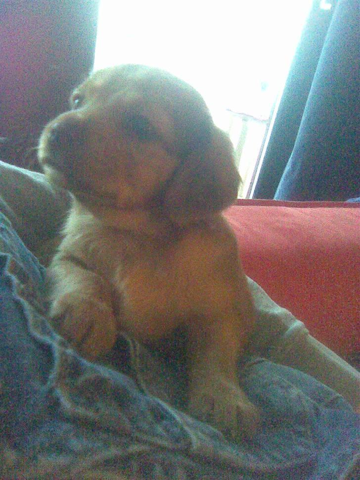 Blanding af racer Buster billede 15