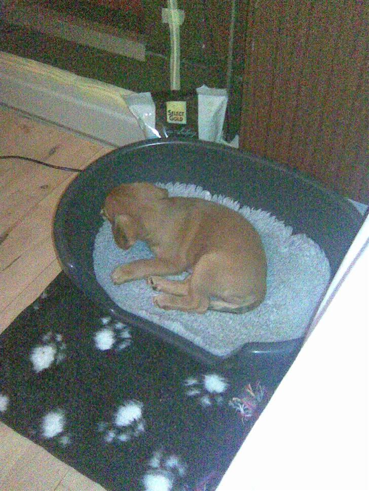 Blanding af racer Buster billede 16