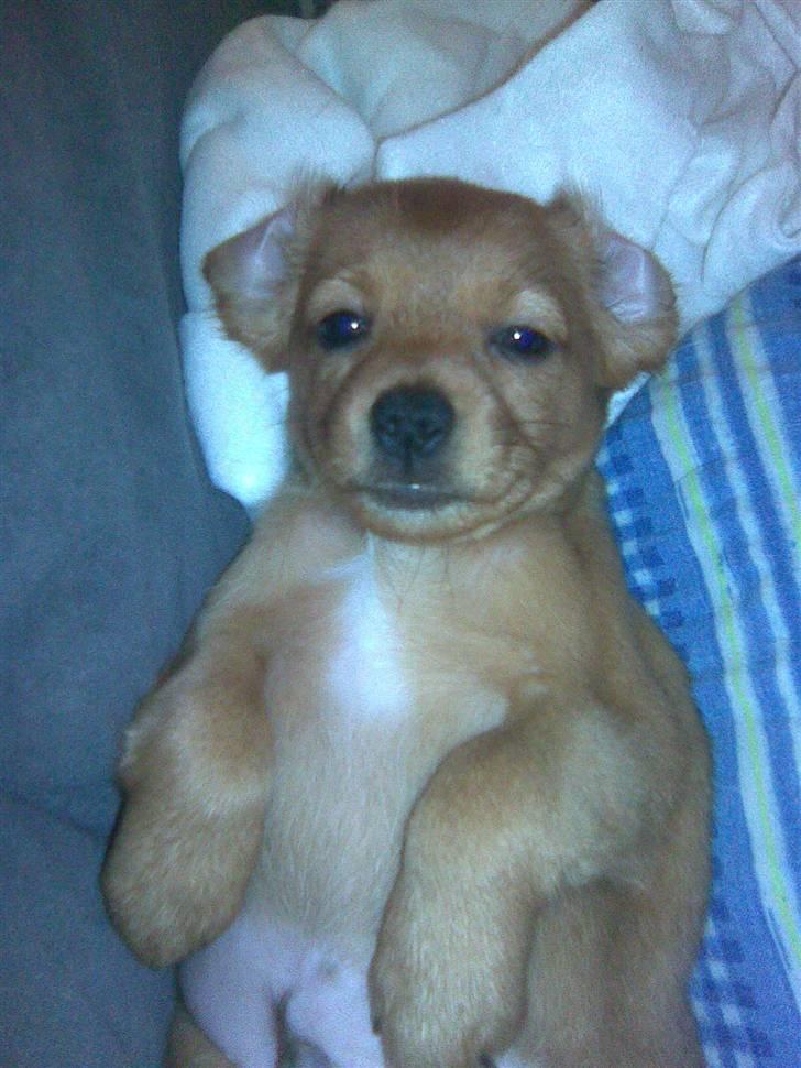 Blanding af racer Buster billede 17