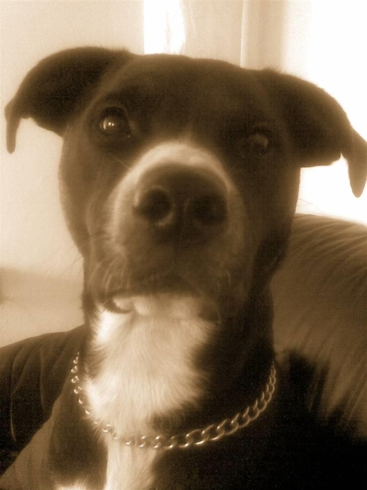 Blanding af racer Louis billede 10