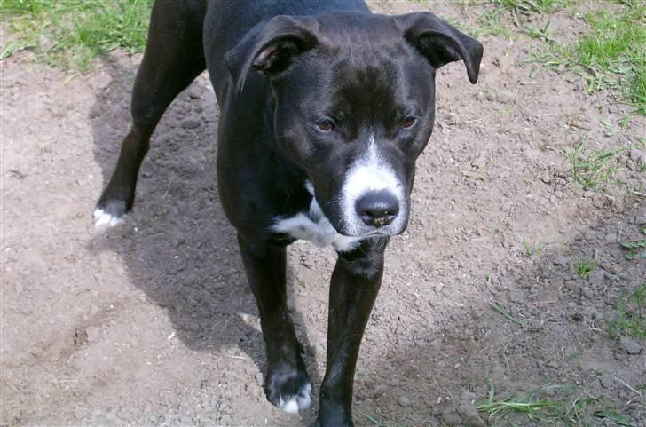 Blanding af racer Louis billede 11