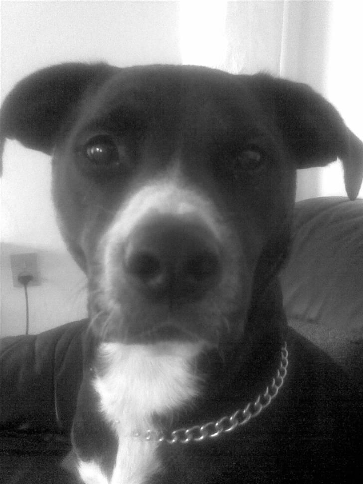 Blanding af racer Louis billede 12