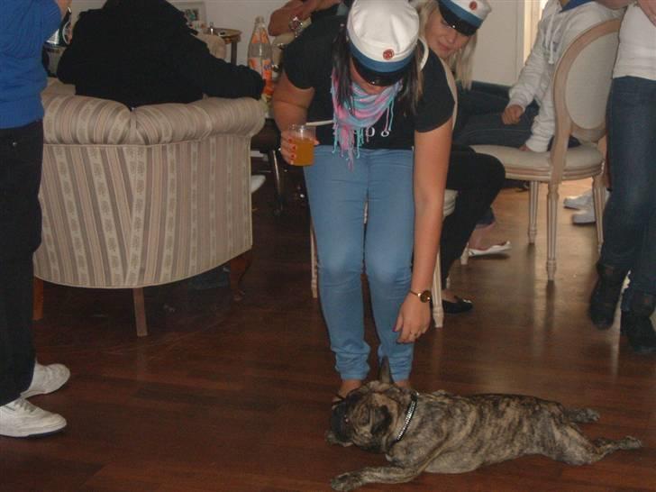 Fransk bulldog Tiger billede 2