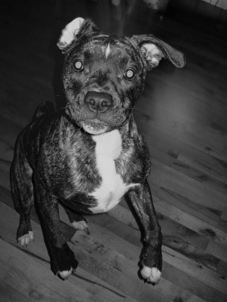 Amerikansk bulldog Elfrida (R.I.P.) billede 11