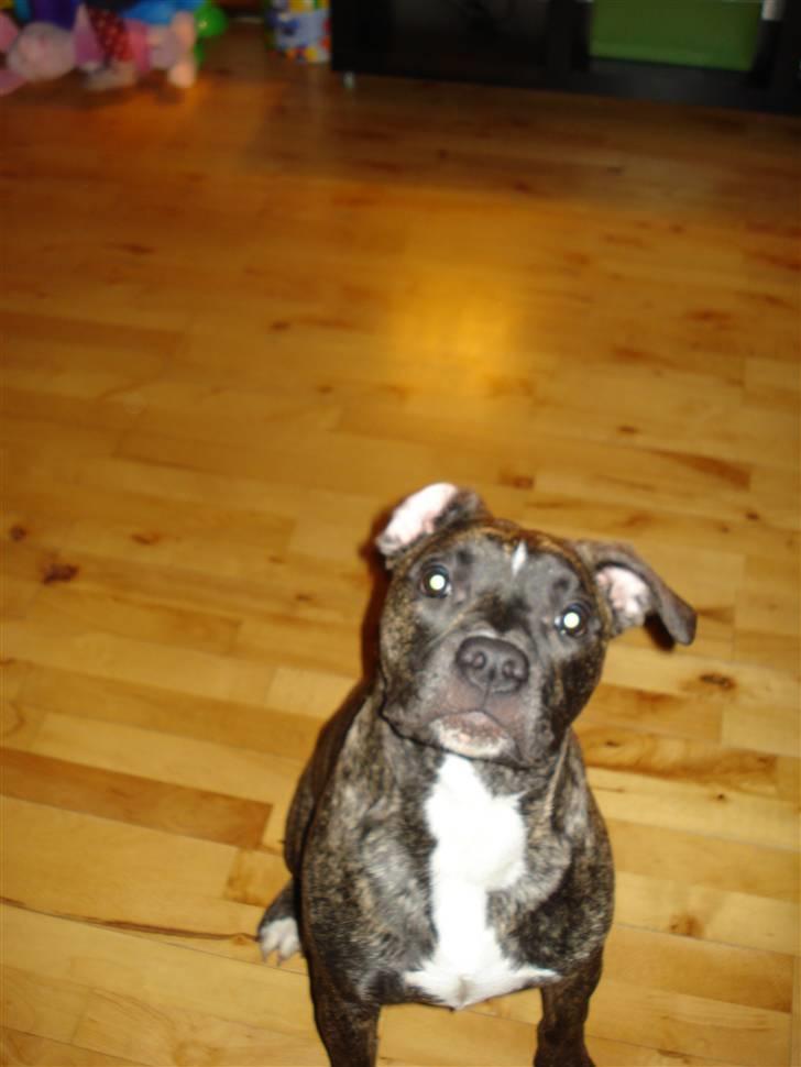 Amerikansk bulldog Elfrida (R.I.P.) billede 12