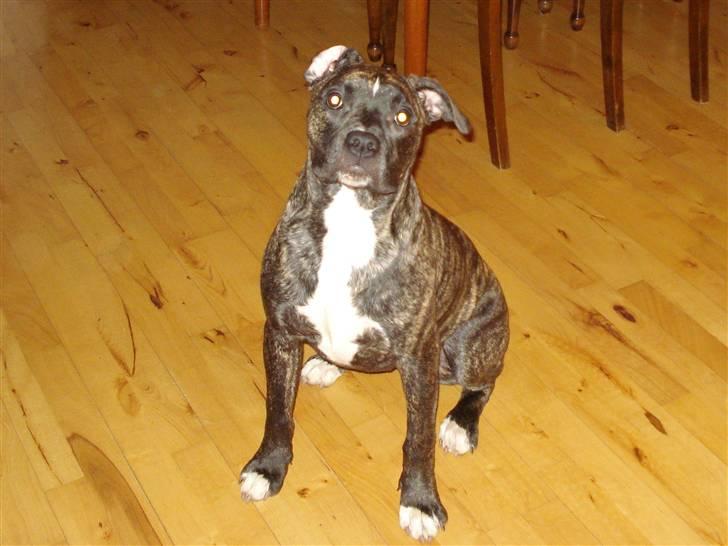 Amerikansk bulldog Elfrida (R.I.P.) billede 13