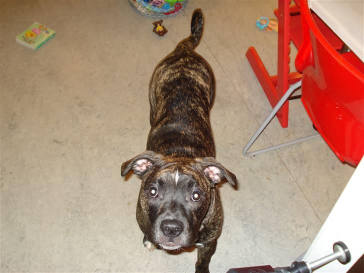 Amerikansk bulldog Elfrida (R.I.P.) billede 14