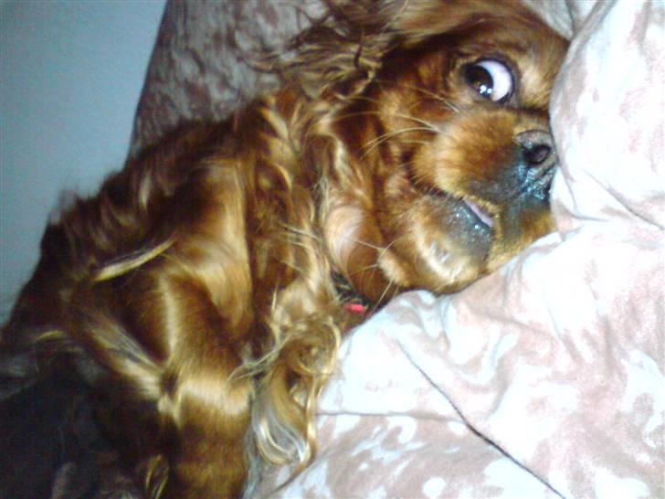 Cavalier king charles spaniel Aika R.I.P <3 ;/ - Aika der fjoller ;D Er hun ikke kær? <3 billede 13