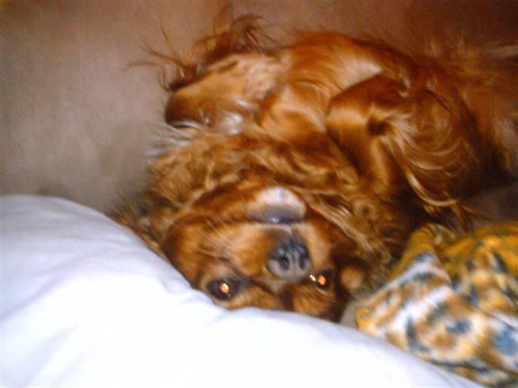 Cavalier king charles spaniel Aika R.I.P <3 ;/ - Hygge fjol i fifaen ;D Det elskede hun <3 ;D billede 14