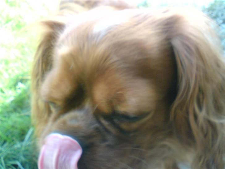 Cavalier king charles spaniel Aika R.I.P <3 ;/ - Okay, det var så ikke lige meningen at hun skulle slikke sig om munden, men er hun ikke meget sød? ;D <3 billede 16