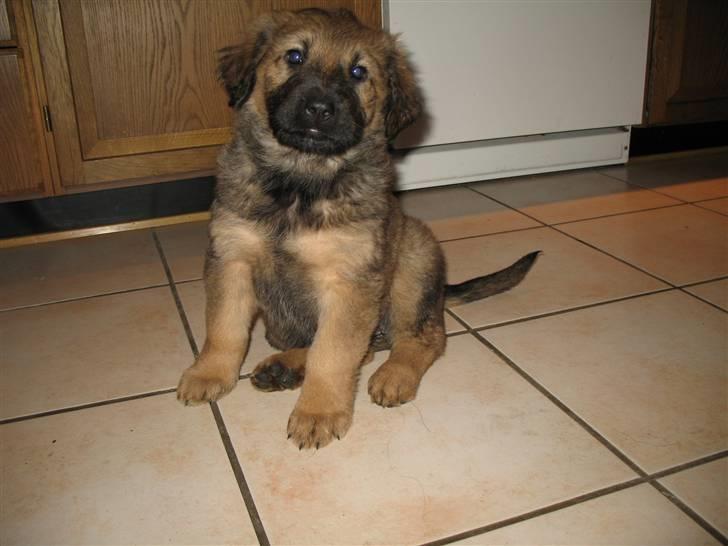 Blanding af racer Lani - 14 dg. ældre- nu nærmer tiden sig heldigvis til hun skal hjem og hygge med os, :-). billede 2