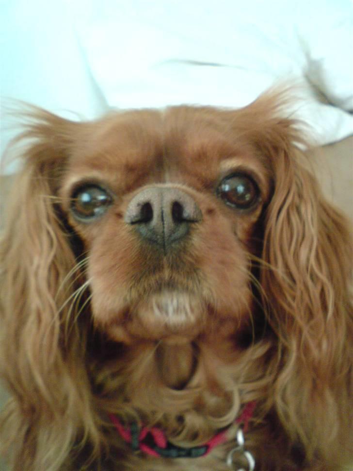 Cavalier king charles spaniel Aika R.I.P <3 ;/ - Det er virkelig ét af de bedste billeder nogen sinde af Aika! ;D <33 billede 18